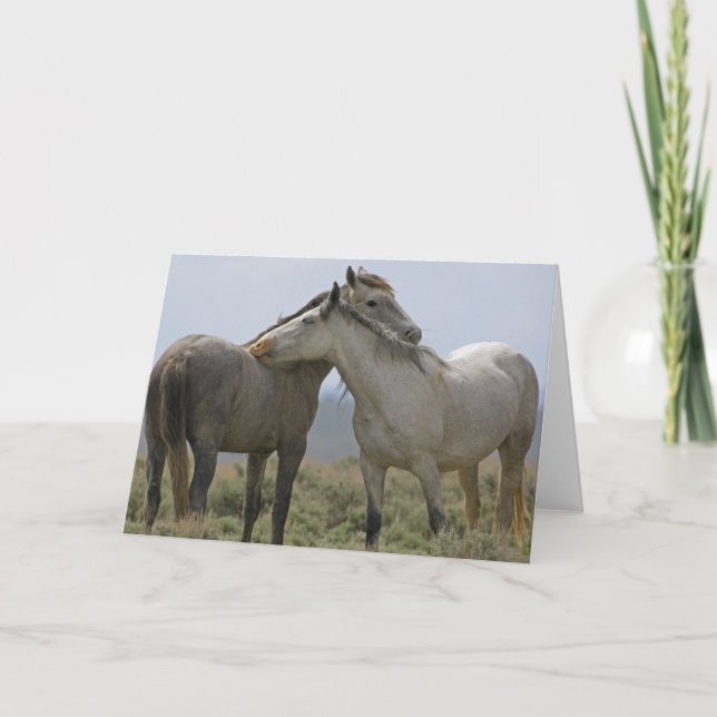 Wild Horses Nuzzling Card (Front)