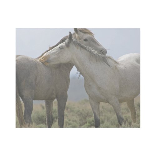 Wild Horses Nuzzling Gallery Wrap