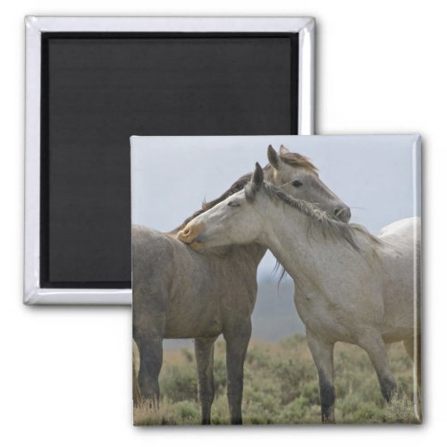 Wild Horses Nuzzling Magnet