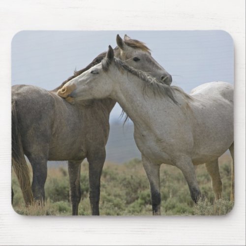 Wild Horses Nuzzling Mouse Pad