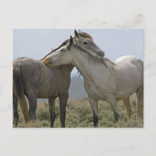 Wild Horses Nuzzling Postcard
