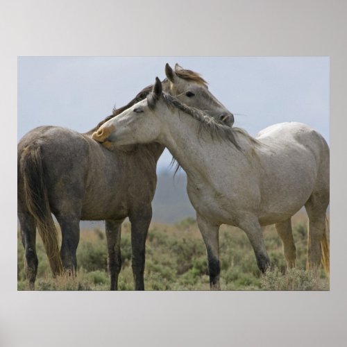Wild Horses Nuzzling Poster