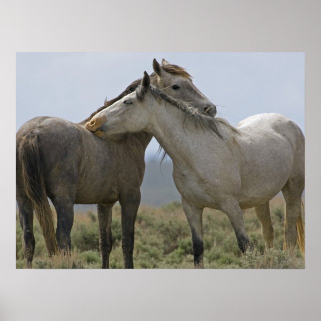 Wild Horses Nuzzling Poster (Front)
