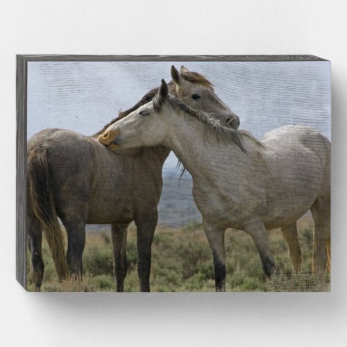 Wild Horses Nuzzling Wooden Box Sign