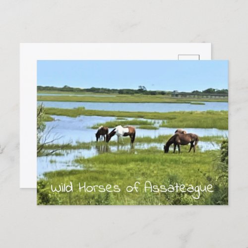 Wild Horses of Assateague  Postcard