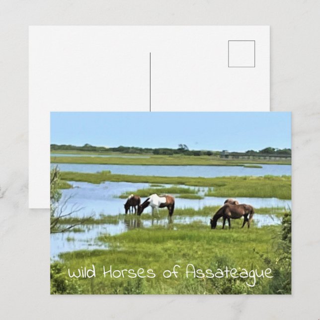 Wild Horses of Assateague  Postcard (Front/Back)