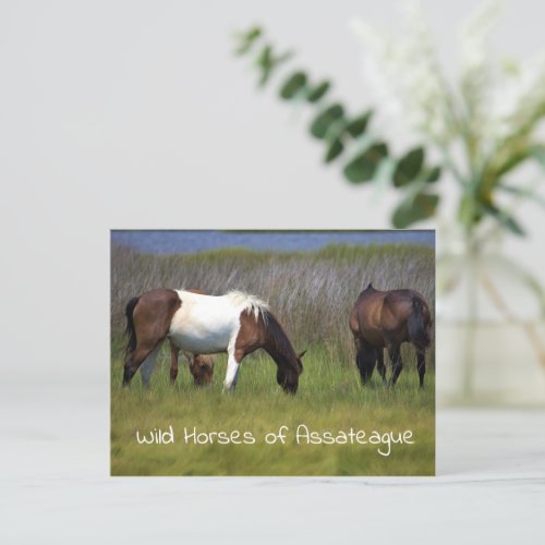 Wild Horses of Assateague  Postcard