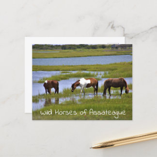Wild Horses of Assateague  Postcard