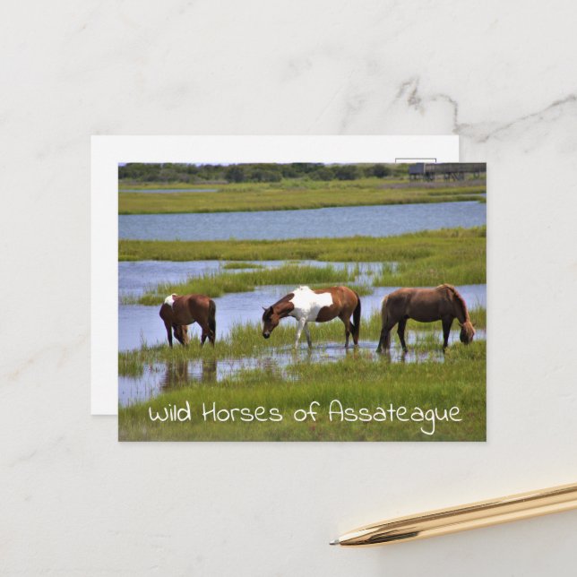 Wild Horses of Assateague  Postcard (Front/Back In Situ)