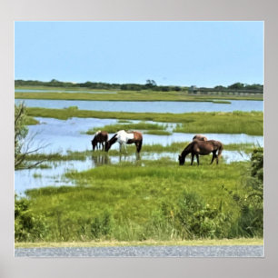 Wild Horses of Assateague Poster
