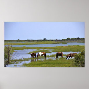 Wild Horses of Assateague Poster