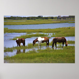 Wild Horses of Assateague Poster