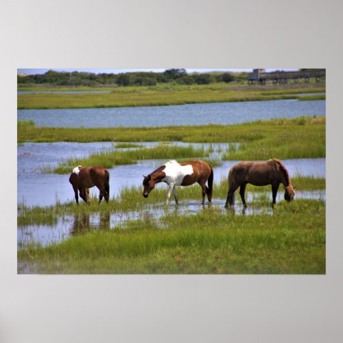 Wild Horses of Assateague  Poster