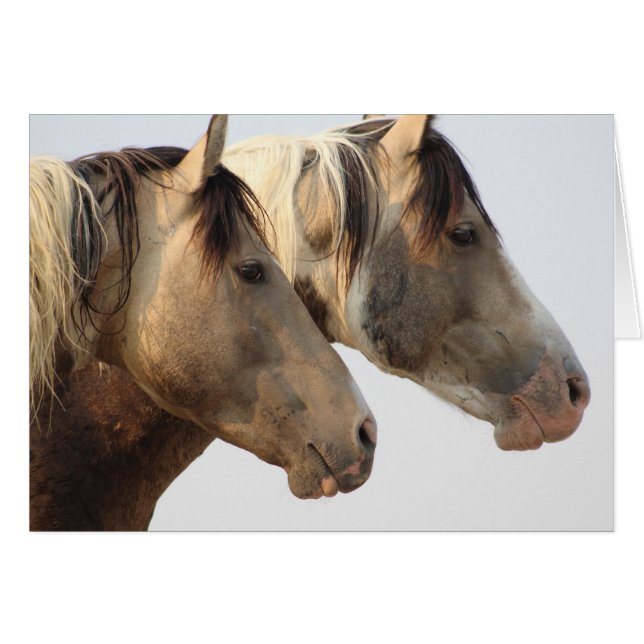 WILD HORSES OF UTAH ONAQUI HERD NOTECARD (Front Horizontal)