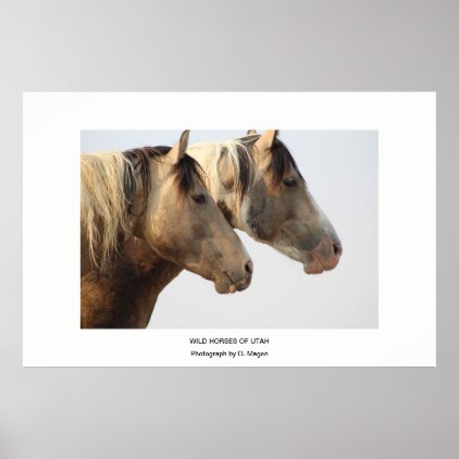 WILD HORSES OF UTAH PHOTOGRAPHS POSTER