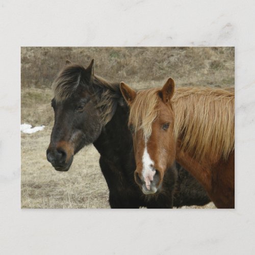 Wild Horses on Unalaska Island Announcement Postcard