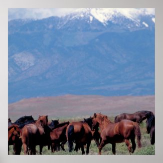 Wild Horses Out West Poster