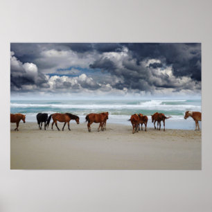 Wild Horses Outer Banks Corolla NC Poster