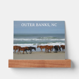 Wild Horses Outer Banks OBX Corolla NC Picture Ledge