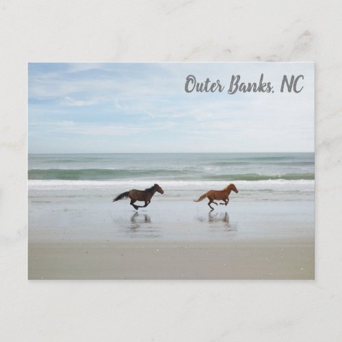 Wild Horses Outer Banks OBX Corolla NC Postcard