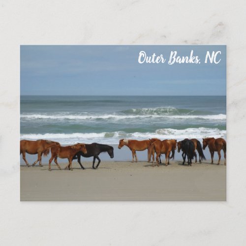 Wild Horses Outer Banks OBX Corolla NC Postcard