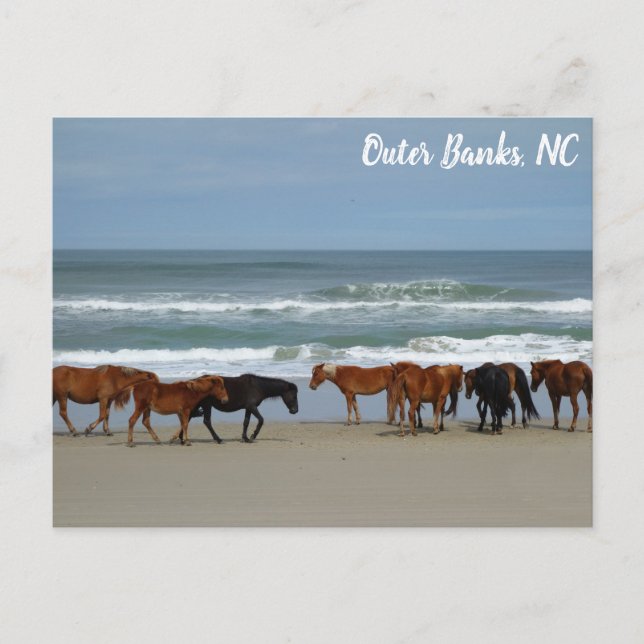 Wild Horses Outer Banks OBX Corolla NC Postcard (Front)