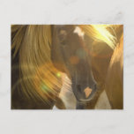 Wild Horses Photo Postcard