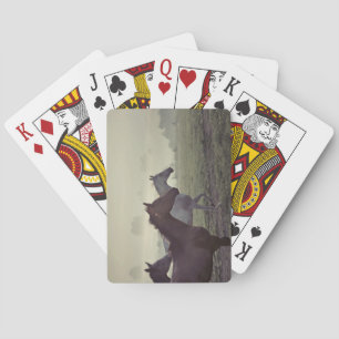 Wild horses poker cards