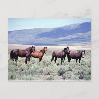 Wild Horses Postcard