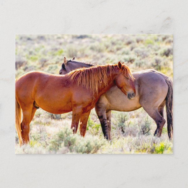 Wild Horses Postcard (Front)