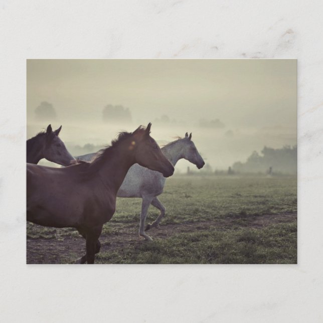 Wild horses postcard (Front)