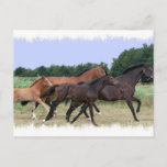 Wild Horses Postcard