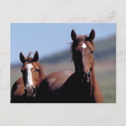 Wild horses postcard