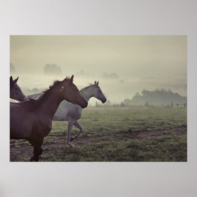 Wild horses poster (Front)
