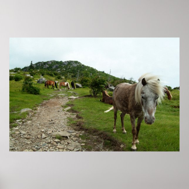 Wild Horses Poster (Front)