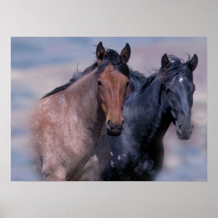 Wild Horses Print | Zazzle.com