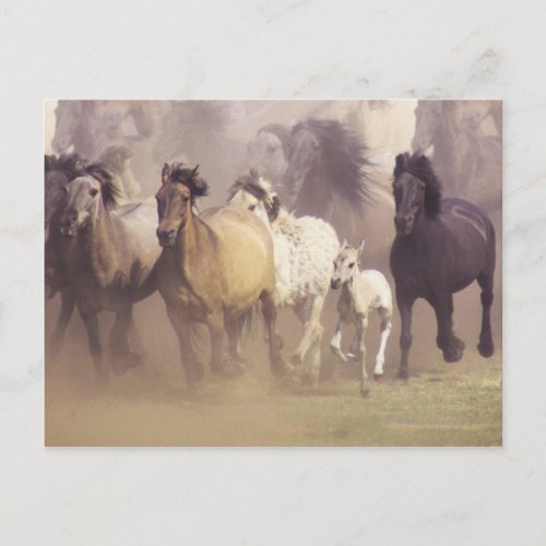 Wild horses running postcard