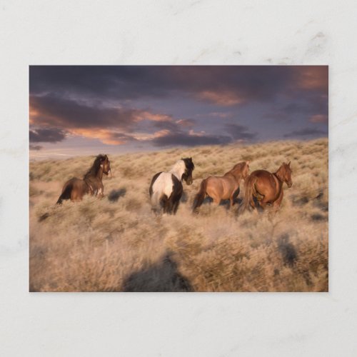 Wild Horses Running Postcard