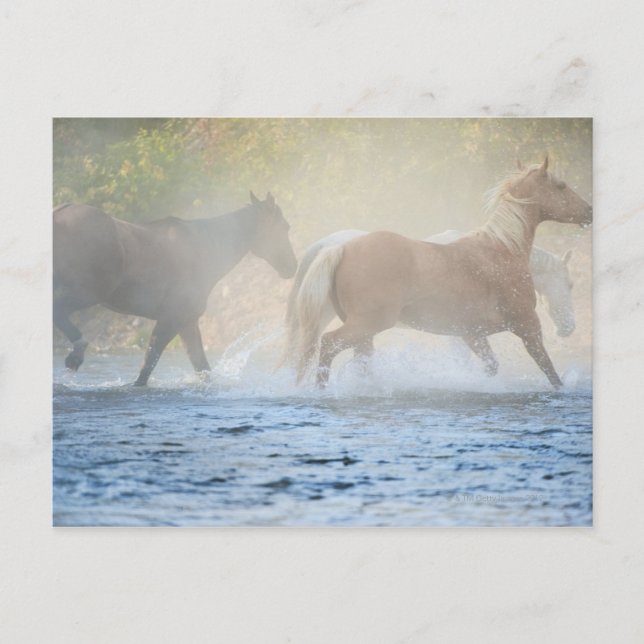 Wild horses running through water postcard (Front)