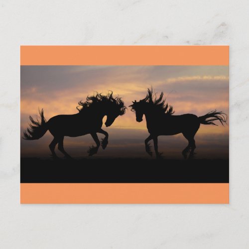 Wild Horses Silhouette Postcard