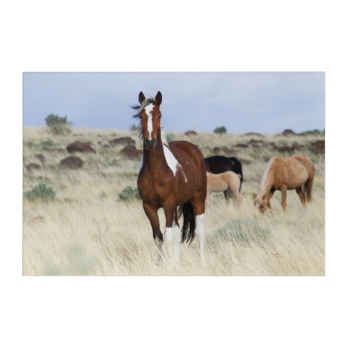Wild Horses Steens Mountains Acrylic Print