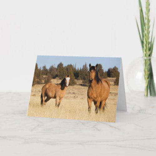 Wild Horses Steens Mountains Card