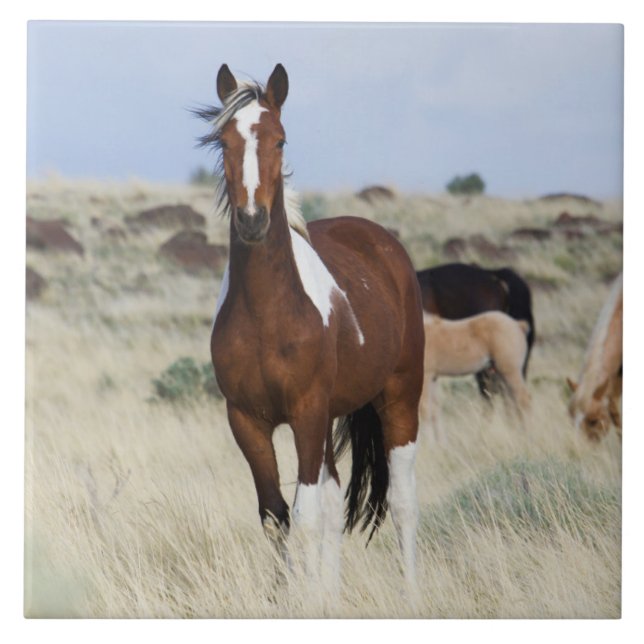 Wild Horses, Steens Mountains Ceramic Tile (Front)