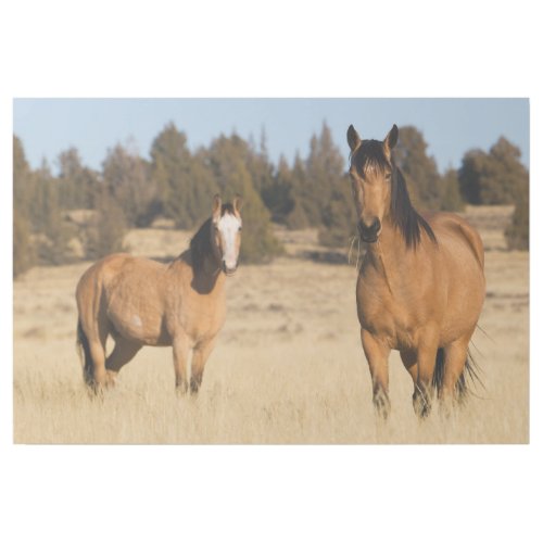 Wild Horses Steens Mountains Gallery Wrap