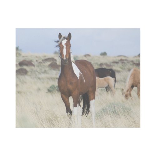 Wild Horses Steens Mountains Gallery Wrap