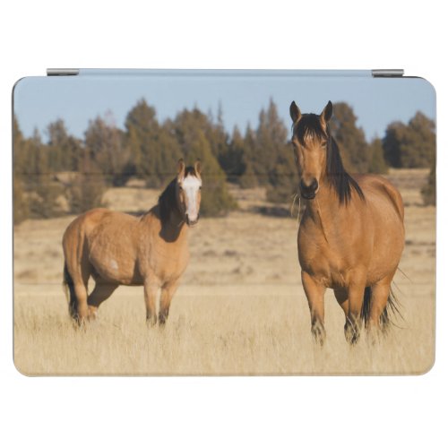 Wild Horses Steens Mountains iPad Air Cover