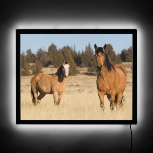 Wild Horses Steens Mountains LED Sign