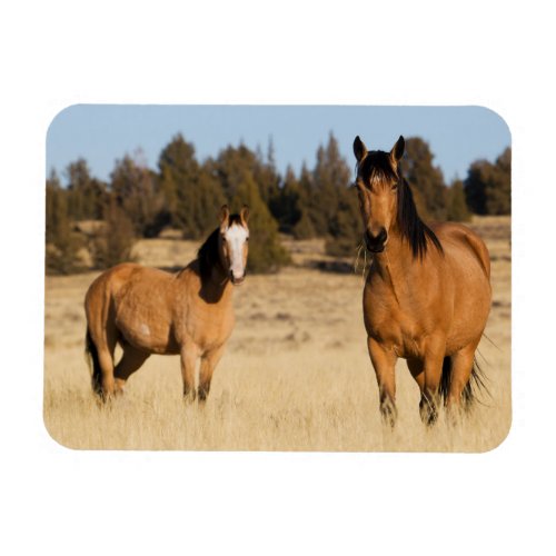 Wild Horses Steens Mountains Magnet