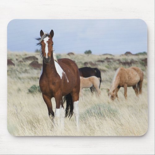 Wild Horses Steens Mountains Mouse Pad