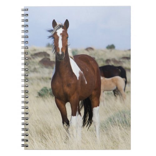 Wild Horses Steens Mountains Notebook